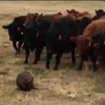 Fan Fest Fuzzies: "Follow the Leader" Said the Beaver to the Cows